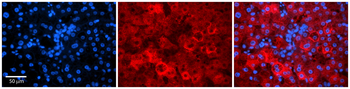 RACK1 Rabbit Polyclonal Antibody