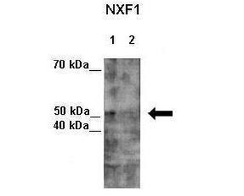 NXF1 Rabbit Polyclonal Antibody