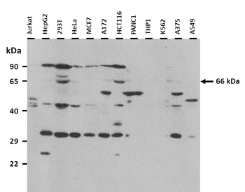 NOL5A Rabbit Polyclonal Antibody