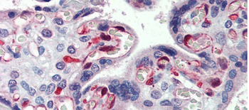 NOL5A Rabbit Polyclonal Antibody