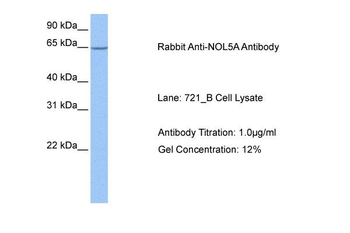 NOL5A Rabbit Polyclonal Antibody