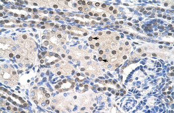 PAIP1 Rabbit Polyclonal Antibody