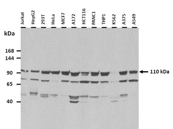 XPOT Rabbit Polyclonal Antibody