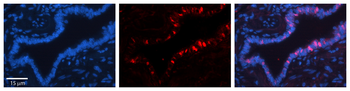 XPOT Rabbit Polyclonal Antibody