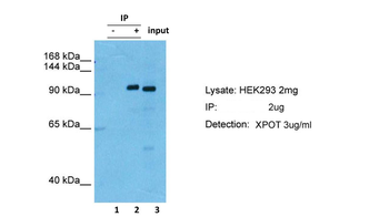 XPOT Rabbit Polyclonal Antibody