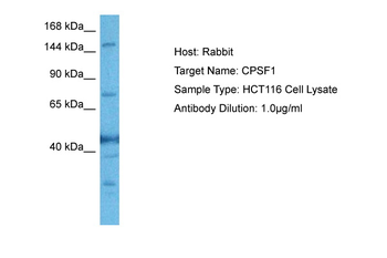 CPSF1 Rabbit Polyclonal Antibody