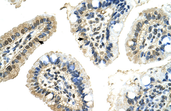 PUF60 Rabbit Polyclonal Antibody