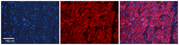LSM1 Rabbit Polyclonal Antibody
