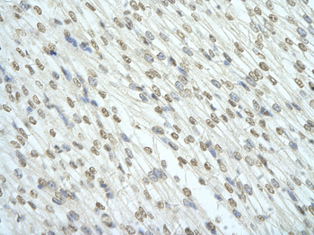 RBM7 Rabbit Polyclonal Antibody