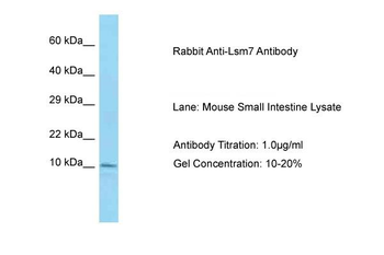 Lsm7 Rabbit Polyclonal Antibody