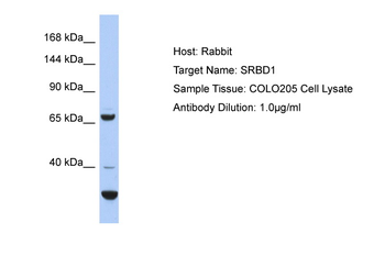 SRBD1 Rabbit Polyclonal Antibody