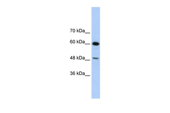 DAZAP1 Rabbit Polyclonal Antibody