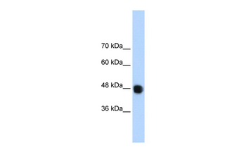 DAZAP1 Rabbit Polyclonal Antibody