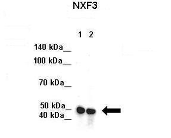NXF3 Rabbit Polyclonal Antibody