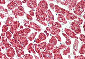 EIF4H Rabbit Polyclonal Antibody