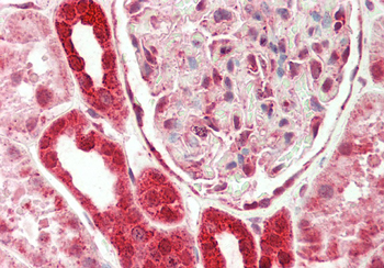 EIF4H Rabbit Polyclonal Antibody