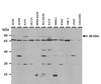 DGCR8 Rabbit Polyclonal Antibody