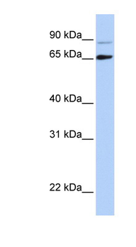 DGCR8 Rabbit Polyclonal Antibody