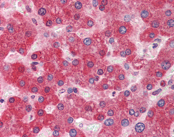 DGCR8 Rabbit Polyclonal Antibody