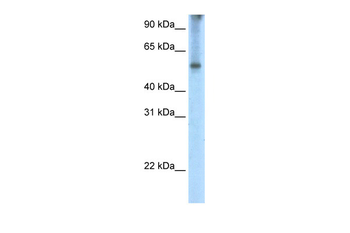 EIF2A Rabbit Polyclonal Antibody