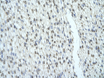 SFRS2B Rabbit Polyclonal Antibody