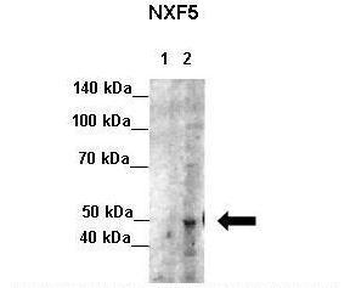 NXF5 Rabbit Polyclonal Antibody