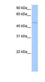 RBM45 Rabbit Polyclonal Antibody