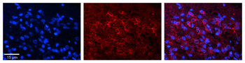 DND1 Rabbit Polyclonal Antibody