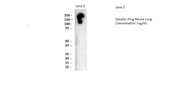 NBEAL1 Rabbit Polyclonal Antibody