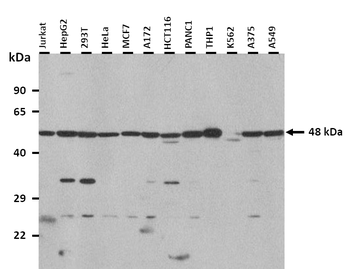 SF1 Rabbit Polyclonal Antibody