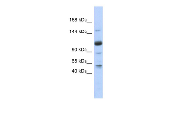 SR140 Rabbit Polyclonal Antibody