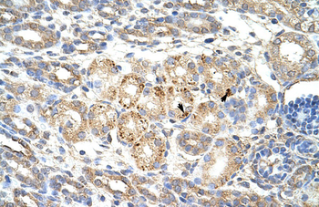 WNT9B Rabbit Polyclonal Antibody