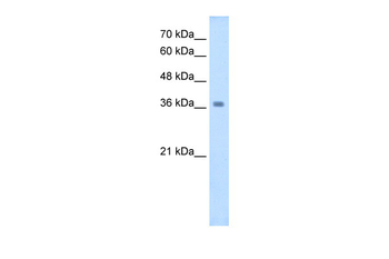 WNT16 Rabbit Polyclonal Antibody