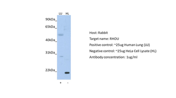 RHOU Rabbit Polyclonal Antibody