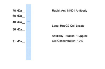 NKD1 Rabbit Polyclonal Antibody