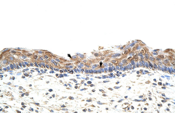 GNB1L Rabbit Polyclonal Antibody