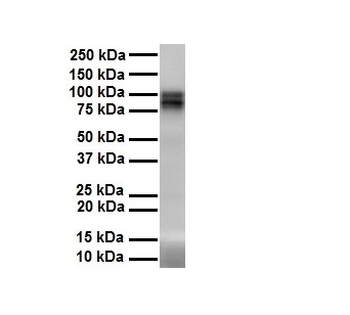 PIWIL1 Rabbit Polyclonal Antibody