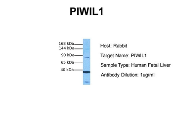 PIWIL1 Rabbit Polyclonal Antibody