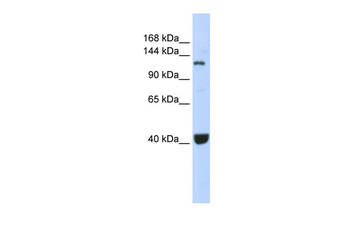 PIWIL1 Rabbit Polyclonal Antibody