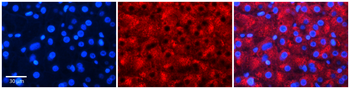 ALDOB Rabbit Polyclonal Antibody