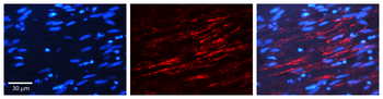 Insr Rabbit Polyclonal Antibody