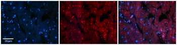 INSR Rabbit Polyclonal Antibody
