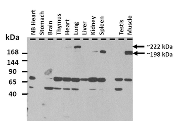 Myh7 Rabbit Polyclonal Antibody