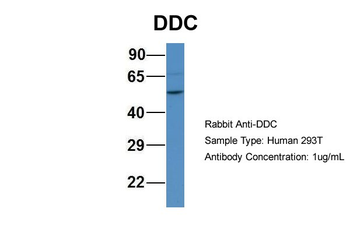 DDC Rabbit Polyclonal Antibody