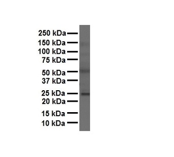 FOLR1 Rabbit Polyclonal Antibody
