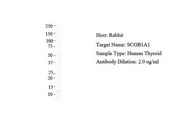 SCGB1A1 Rabbit Polyclonal Antibody