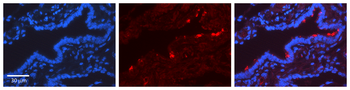 SCGB1A1 Rabbit Polyclonal Antibody