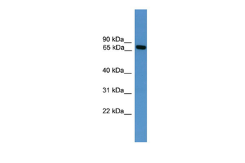 Masp2 Rabbit Polyclonal Antibody