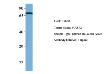 Masp2 Rabbit Polyclonal Antibody