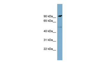MARCO Rabbit Polyclonal Antibody